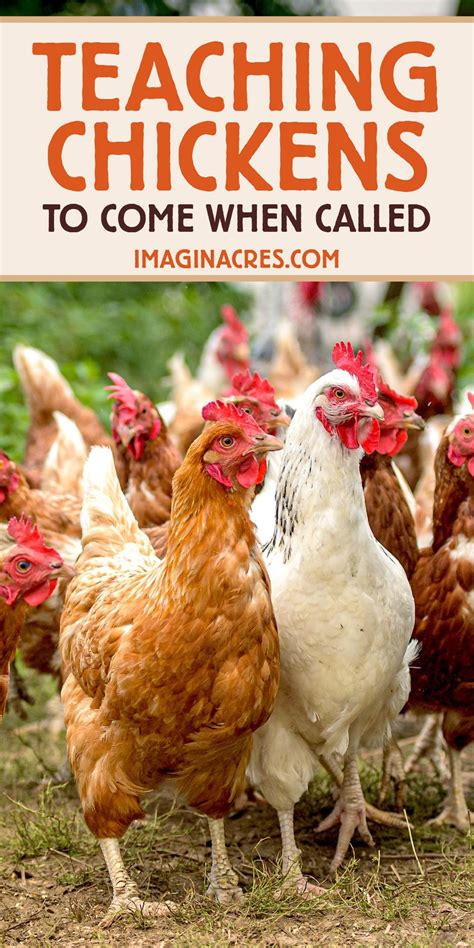 How to Train Chickens to Come When Called .